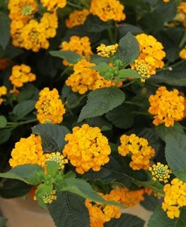 LUSCIOUS GOLDEN GATE LANTANA