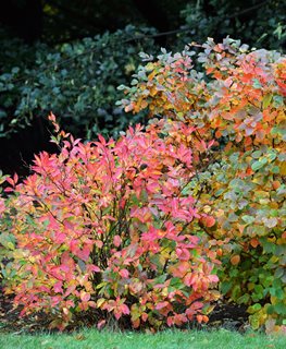 Mt. Airy Fothergilla, Fothergilla X Intermedia
Shutterstock.com
New York, NY