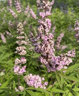 Pink Pinnacle Vitex