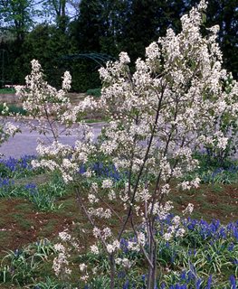 Princess Diana Amelanchier, Amelanchier X Grandiflora
Millette Photomedia