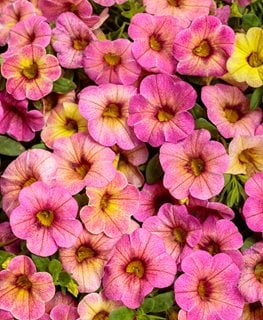 Prism Pink Lemonade Calibrachoa, Calibrachoa Hybrid, Pink And Yellow Calibrachoa
Proven Winners
Sycamore, IL