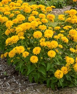 'Rays for Days' False Sunflower