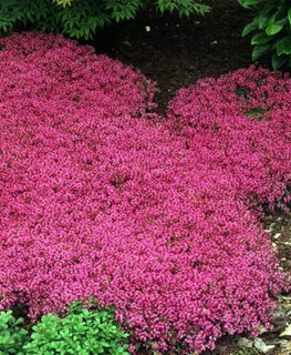 Red creeping thyme