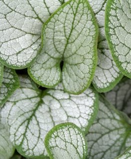 Silver Heart Brunnera, Brunnera Macrophylla
Shutterstock.com
New York, NY