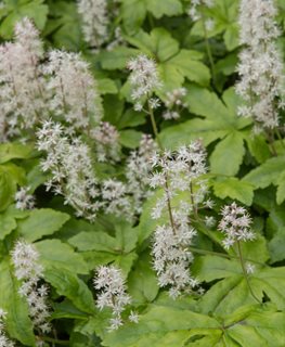 Spring Symphony Tiarella, Foamflower, Tiarella Hybrid
Shutterstock.com
New York, NY