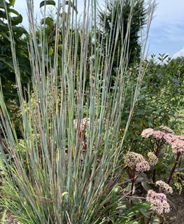 Standing Ovation Little Bluestem
Shutterstock.com
New York, NY