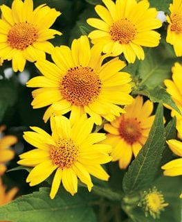 'Tuscan Sun' False Sunflower