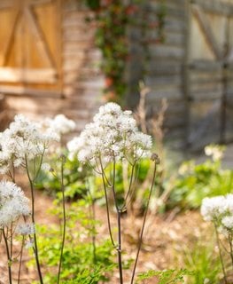 Cotton Ball Meadow Rue