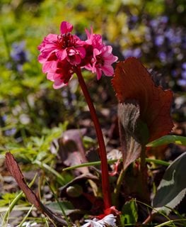 Dragonfly Sakura Bergenia, Bergenia Hybrid
Shutterstock.com
New York, NY