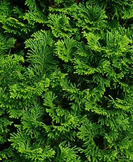 Dward Hinoki Cypress, Chamaecyparis Obtusa 'nana Gracilis'
Shutterstock.com
New York, NY