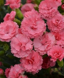 FRUIT PUNCH CLASSIC CORAL PINKS