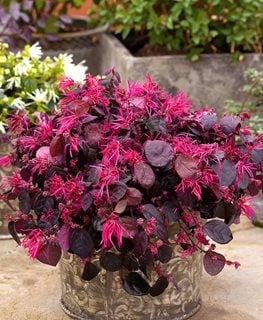 Jazz Hands Bold® Chinese fringe-flower