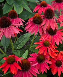 LAKOTA FIRE CONEFLOWER