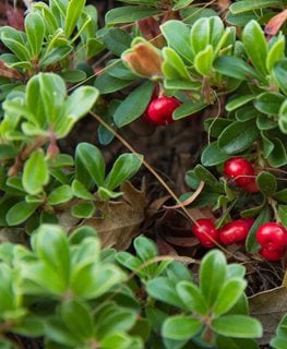 MASSACHUSETTS BEARBERRY