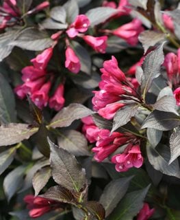 Spilled Wine® weigela