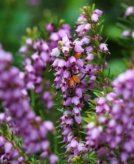 SPRINGWOOD PINK WINTER HEATH