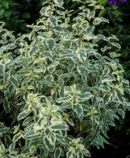 White Surprise Caryopteris, Variegated Leaf Bluebeard
Shutterstock.com
New York, NY