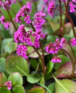 Winter Glow Bergenia, Bergenia Cordifolia
Shutterstock.com
New York, NY