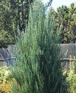Skyrocket Rocky Mountain Juniper, Juniperus Scopulorum, Juniper Tree
Millette Photomedia
