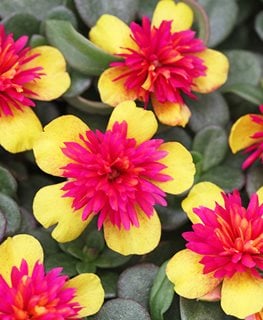 Colorblast Double Guava, Purslane Flower
Garden Design
Calimesa, CA