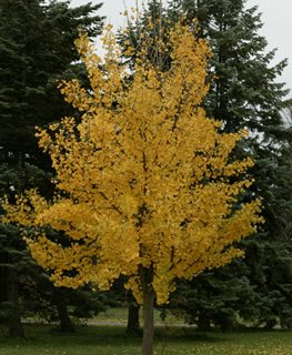 Princeton Sentry Ginkgo, Ginkgo Biloba
Millette Photomedia