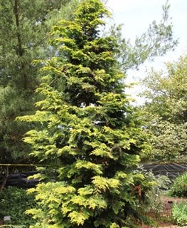 Slender Hinoki False Cypress, Chamaecyparis Obtusa
Millette Photomedia