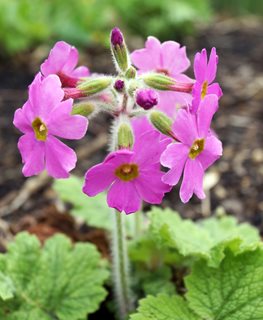 Hardy Primrose, Primula Kisoana
Shutterstock.com
New York, NY