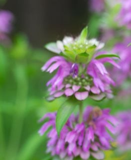 Lemon Mint Bee Balm, Lemon Horsemint, Monarda Citriodora
Shutterstock.com
New York, NY