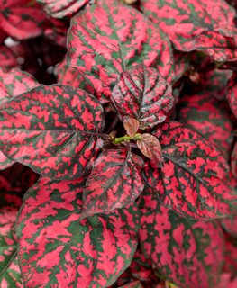 Hippo Red Polka Dot Plant, Red And Green Leaves
Proven Winners
Sycamore, IL