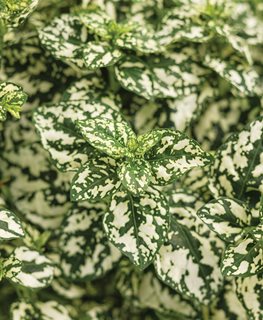 Hippo White Polka Dot Plant, White And Green Leaves
Proven Winners
Sycamore, IL