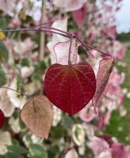 Carolina Sweetheart Redbud Tree