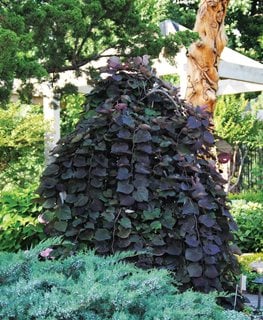 Ruby Falls weeping redbud tree