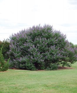 Shoal Creek Vitex