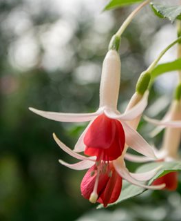 'CELIA SMEDLEY' FUCHSIA