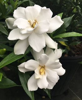 'FROSTPROOF' GARDENIA