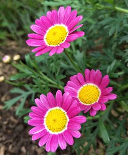Madeira Pink Marguerite daisy