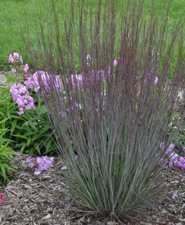 Prairie Winds® ‘Blue Paradise’ little bluestem