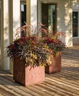 Corten Planter, Autumn Planter
Proven Winners
Sycamore, IL