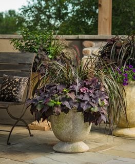 Dark Foliage, Dark Plants
Proven Winners
Sycamore, IL