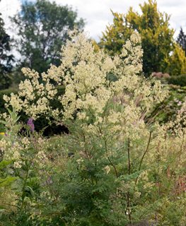 Purple Meadow Rue