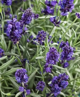 SWEET ROMANCE LAVENDER