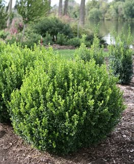 15 Best Evergreen Shrubs For, Landscaping With Evergreens And Perennials