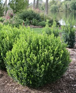 ornamental evergreen shrubs