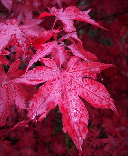 'Bloodgood' Japanese maple leaf