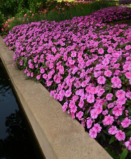 Bounce Pink Flame, Impatiens 'balboufink', Pink Flowers
All-America Selections
Downers Grove, IL
