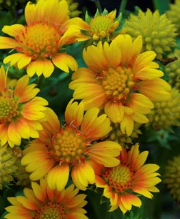 ARIZONA APRICOT BLANKET FLOWER