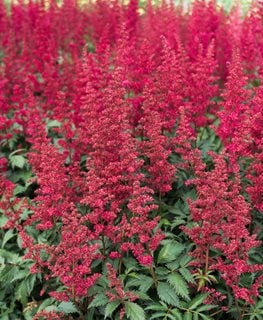 FANAL ASTILBE