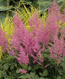 RHEINLAND ASTILBE
