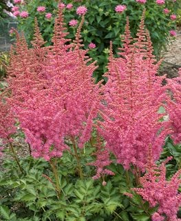 RISE AND SHINE ASTILBE