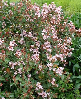Ballerina Indian Hawthorn, Flowering Shrub
Flickr